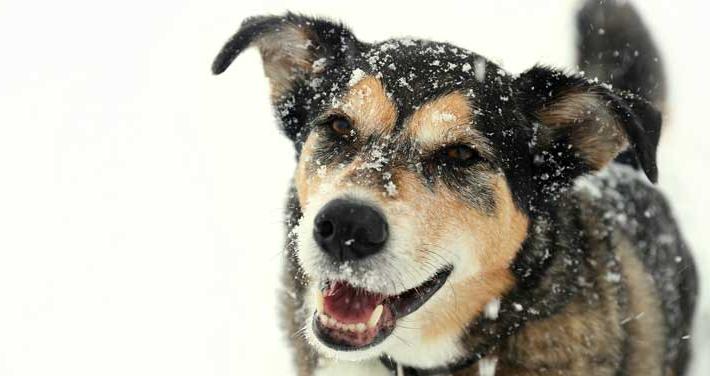 A dog in snow